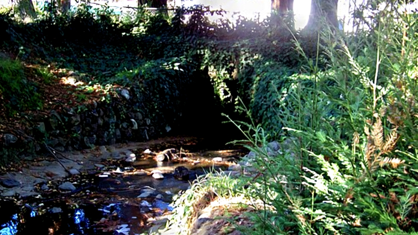 Cal Athletics Announces Creation Of Strawberry Creek Studios